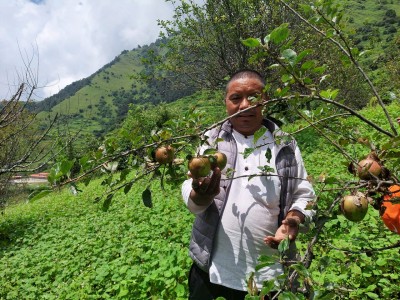 इटालीबाट ल्याएको उच्च जातको स्याउखेतीको म्याग्दीमा सफल परीक्षण